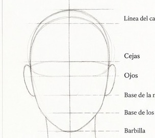 Proporciones principales marcadas sobre la cabeza